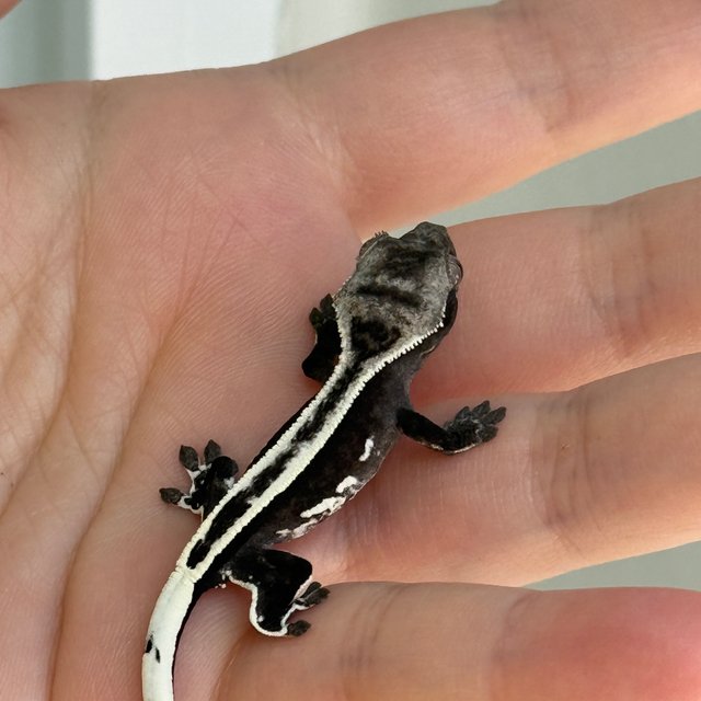 슈퍼스트라이프 쿼드 풀핀 아잔틱