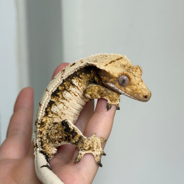 노멀 드리피 트라이