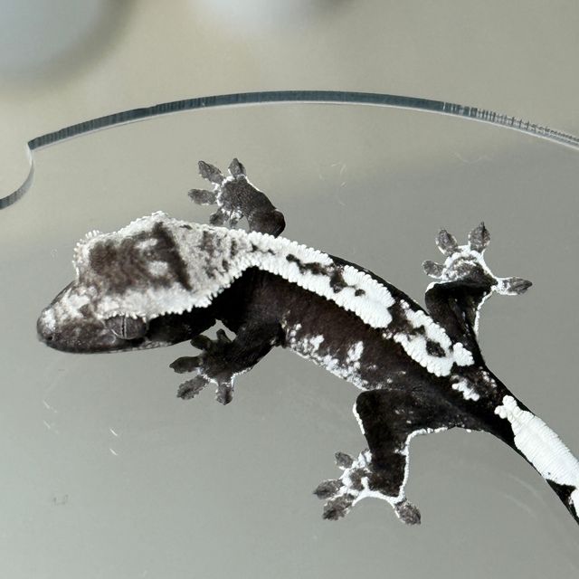 아잔틱