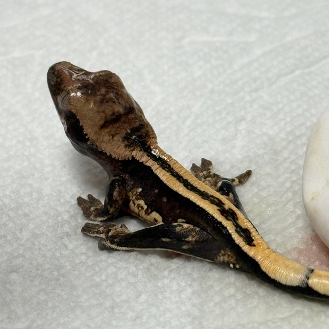 슈퍼스트라이프 엠티백