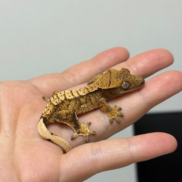 노멀 트라이 익스트림할리퀸