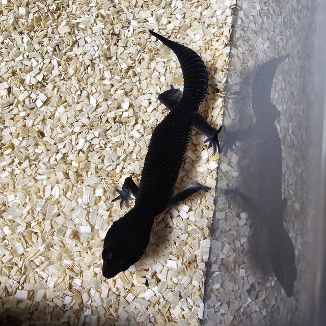 블랙나이트