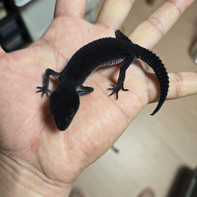 블랙나이트