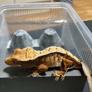 트라이 익스트림할리퀸