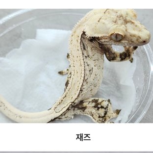 재즈