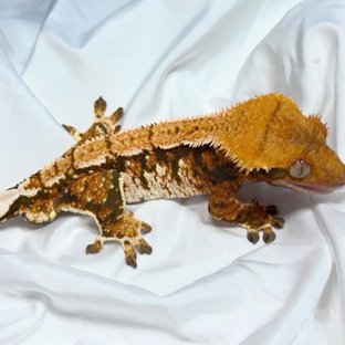 바브