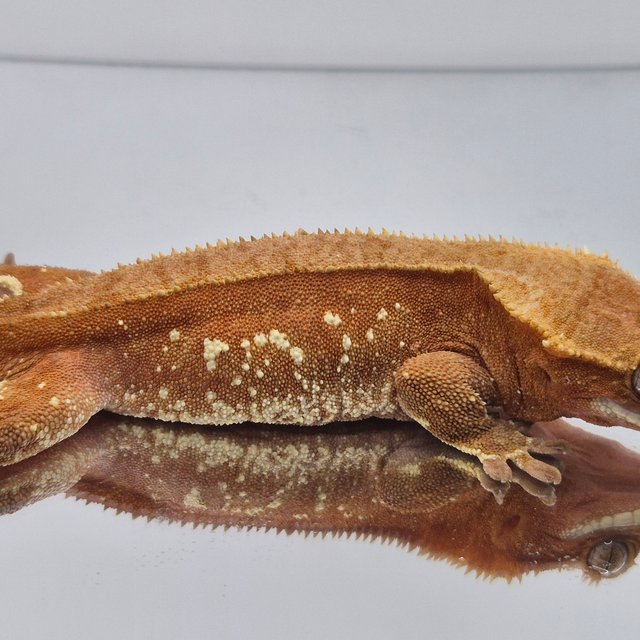 레드 바이 화이트포트홀