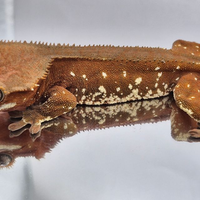 레드 바이 화이트포트홀