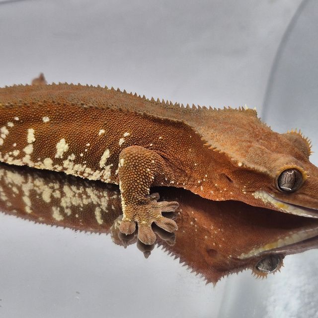 레드 바이 화이트포트홀