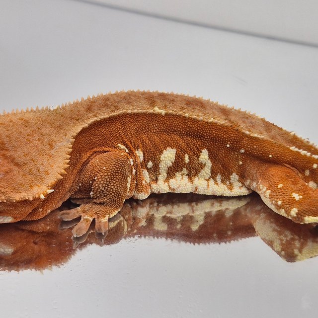 레드 바이 화이트포트홀