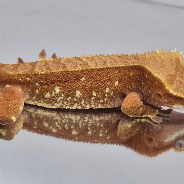 레드 바이 화이트포트홀