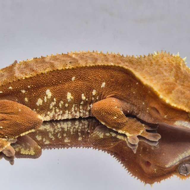 레드 바이 화이트포트홀