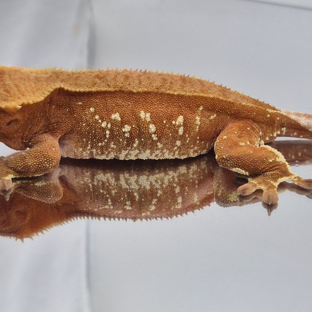 레드 바이 화이트포트홀