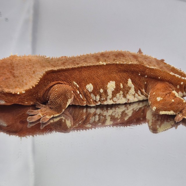 레드 바이 화이트포트홀