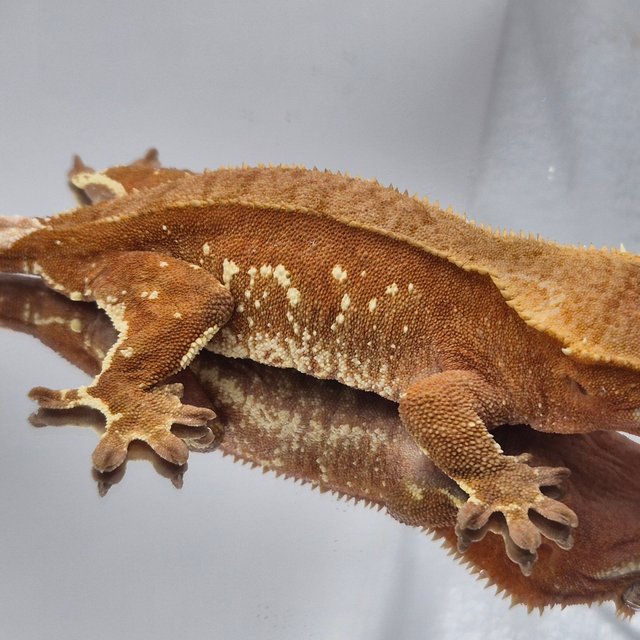 레드 바이 화이트포트홀