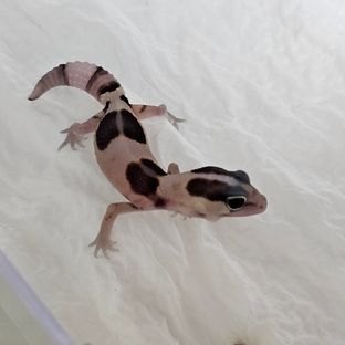 화이트아웃