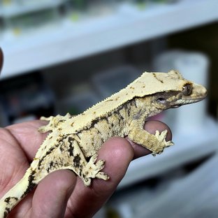 노멀 트라이 화이트스팟 익스트림할리퀸 드리피