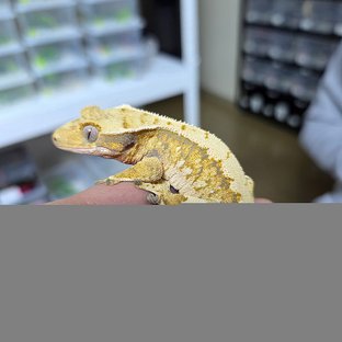 노멀 트라이 익스트림할리퀸 드리피