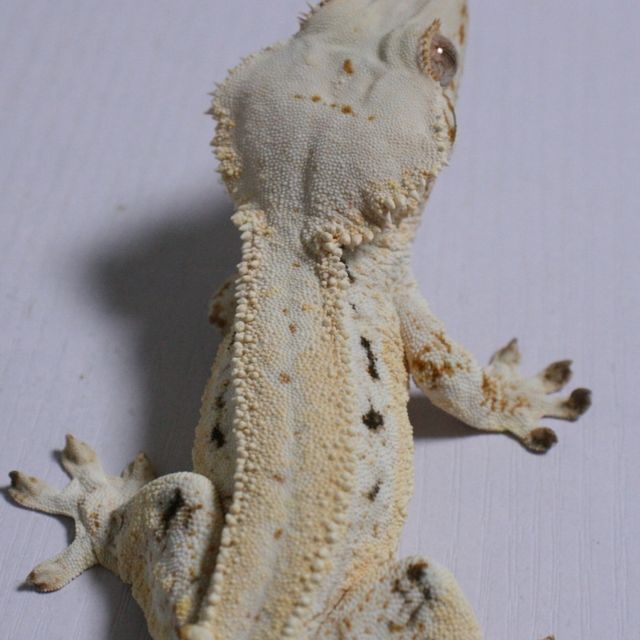 릴리화이트 슈퍼스트라이프 화이트