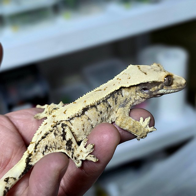 노멀 트라이 화이트스팟 익스트림할리퀸 드리피