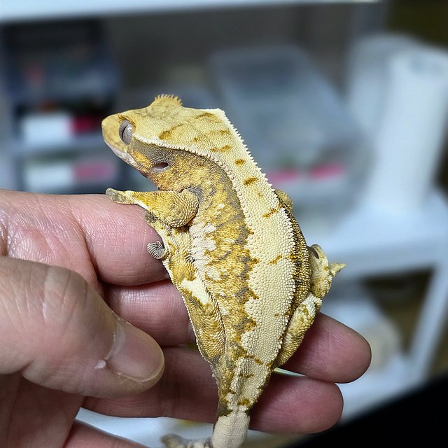 노멀 트라이 익스트림할리퀸 드리피