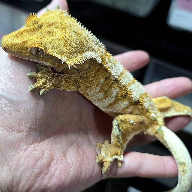 노멀 트라이 화이트스팟 익스트림할리퀸 화이트핀 드리피