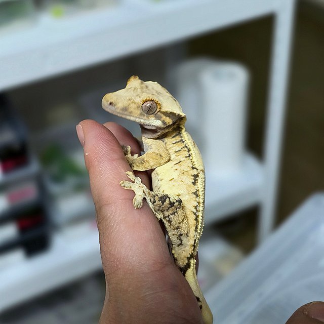 노멀 트라이 화이트스팟 익스트림할리퀸 드리피