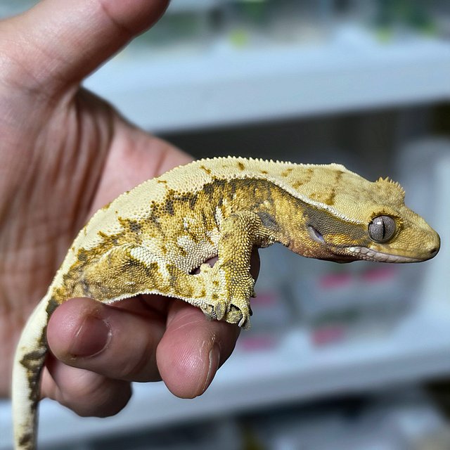 노멀 트라이 익스트림할리퀸 드리피