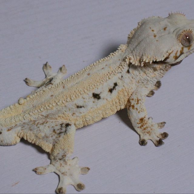 릴리화이트 슈퍼스트라이프 화이트