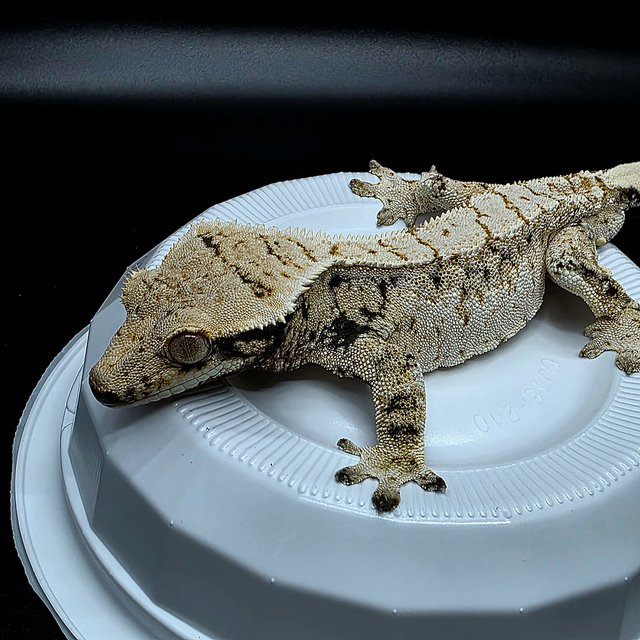 노멀 화이트스팟 드리피 화이트