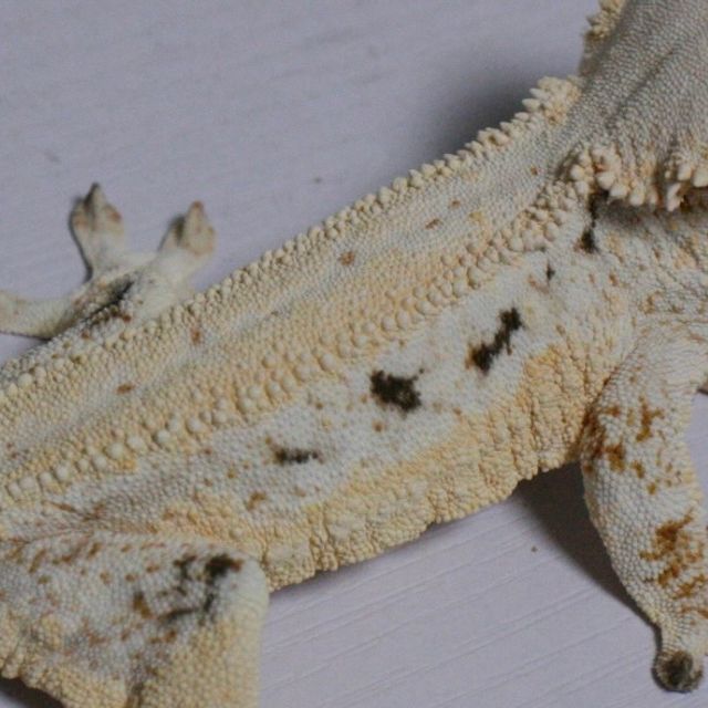 릴리화이트 슈퍼스트라이프 화이트