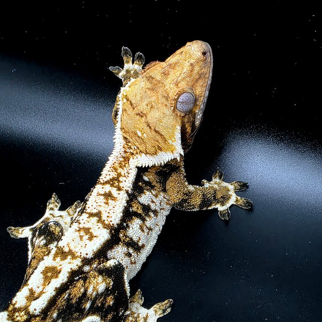 트라이 익스트림할리퀸 화이트스팟 텐저린 노멀 화이트핀