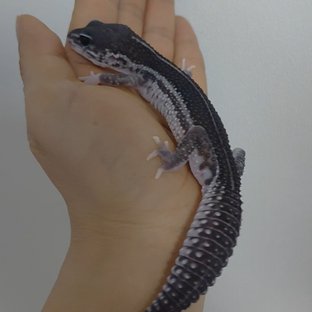 갤럭시 블랙나이트