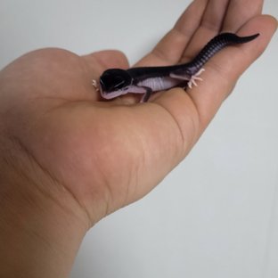 슈퍼스노우 블랙나이트 이클립스