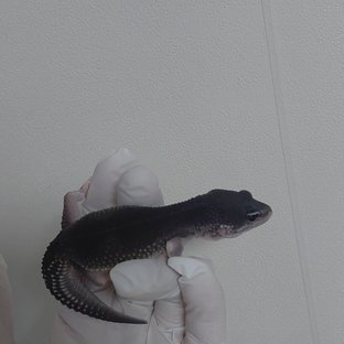 블랙나이트 스노우 이클립스