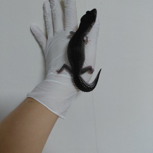 블랙나이트 스노우 이클립스