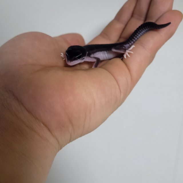 슈퍼스노우 블랙나이트 이클립스