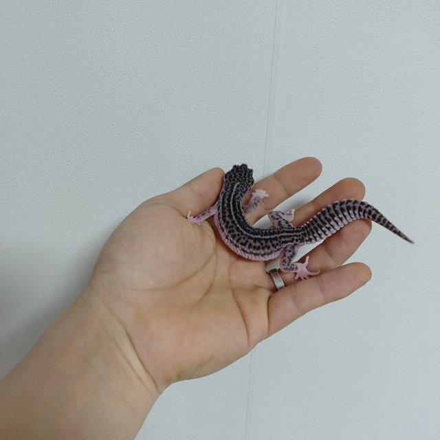 슈퍼스노우 블랙나이트