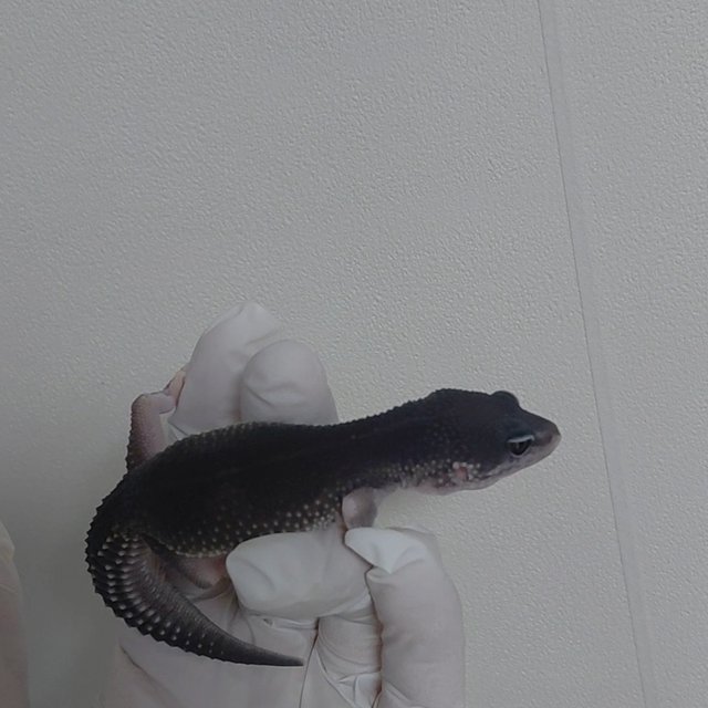 블랙나이트 스노우 이클립스