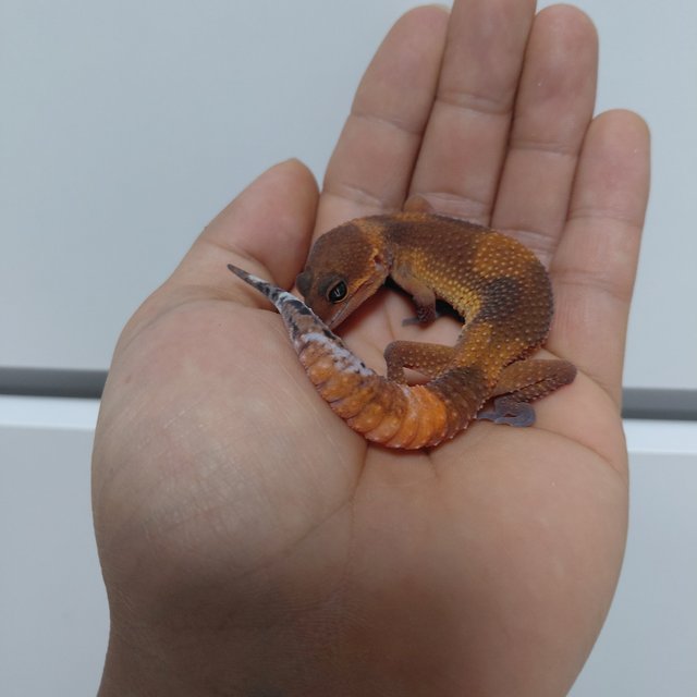 다크 블러드 만다린