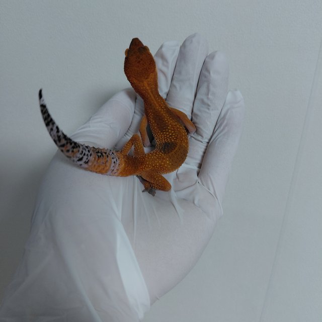 블러드 만다린 다크