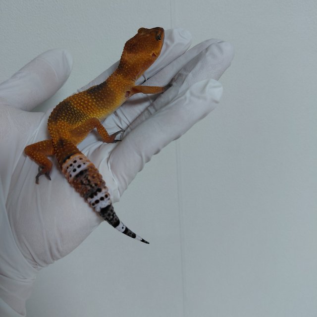 블러드 만다린 다크