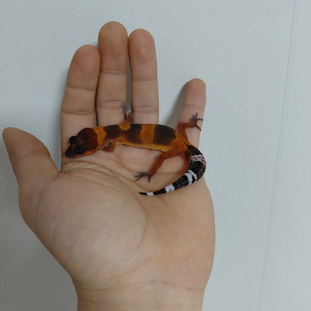 블러드 만다린 다크