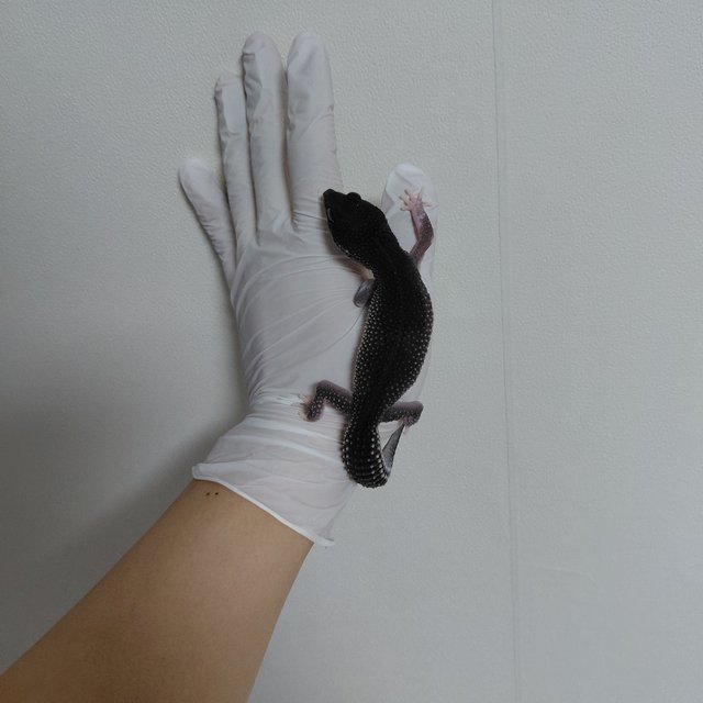 블랙나이트 스노우 이클립스