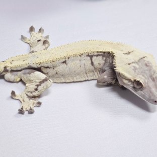 하칸(코지렙타일)