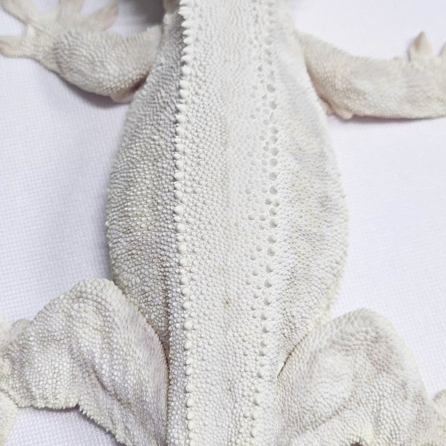 릴리화이트 화이트