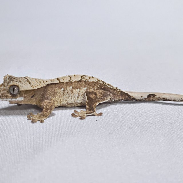 노멀 화이트스팟 화이트포트홀