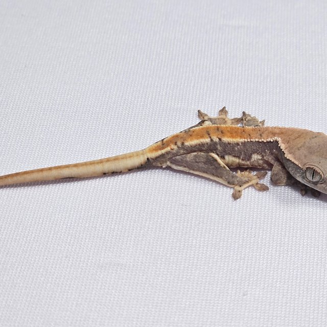 릴리화이트 100%헷아잔틱