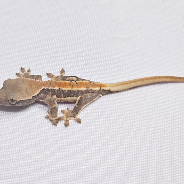 릴리화이트 100%헷아잔틱