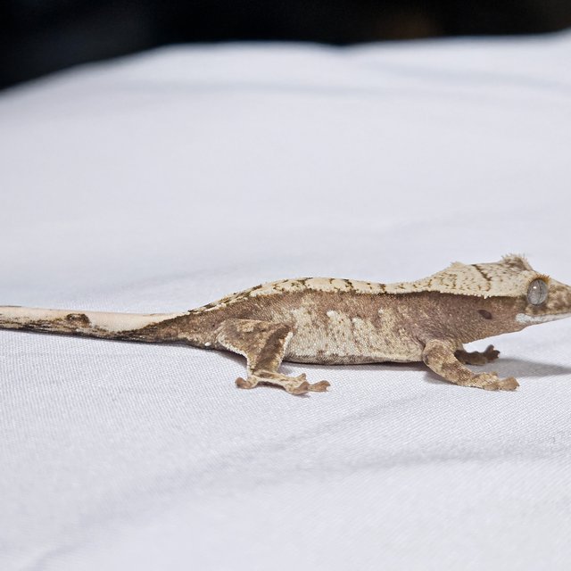 노멀 화이트스팟 화이트포트홀